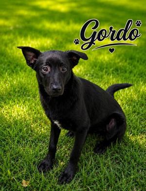 GORDO, Labrador Retriever and Catahoula Leopard Hound, puppy, available for adoption