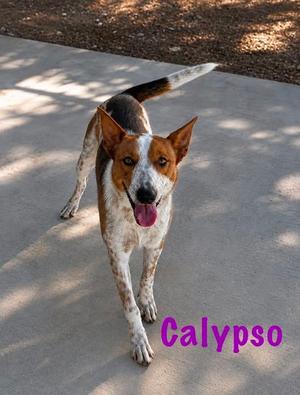 A brown and white dog with a long tail and pointed ears standing on a concrete surface. The dog has a happy expression with its tongue out. The name "Calypso" is written in purple text at the bottom right corner of the image.