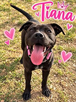TIANA, American Pit Bull Terrier Mix, young, available for adoption