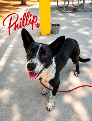 PHILLIP, Border Collie Mix, adult, available for adoption