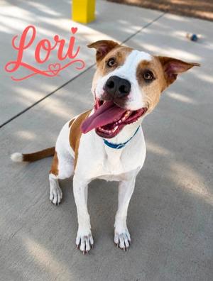 LORI, American Staffordshire Terrier Mix, adult, available for adoption