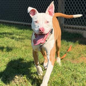 Bonnie, Mixed Breed (Medium), young, available for adoption
