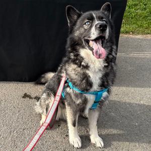Jax, Husky, adult, available for adoption