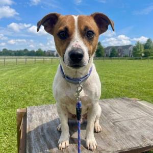 Turbo, Terrier, Jack Russell, adult, available for adoption