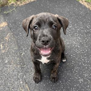 Mya, Mixed Breed (Small), puppy, available for adoption