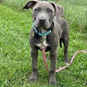 Gerry, Terrier, Pit Bull, puppy, available for adoption