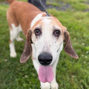 Albert (In Foster), Hound, senior, available for adoption