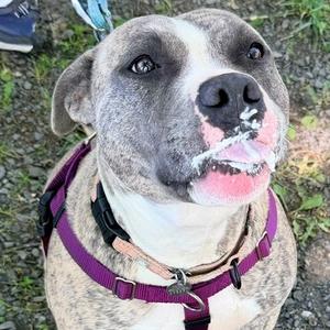 Tika, Mixed Breed (Large), adult, available for adoption
