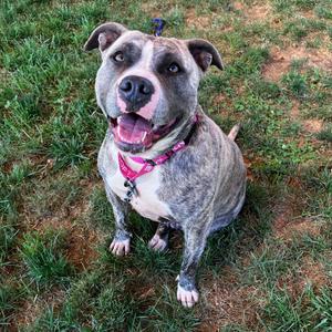 A happy dog with a brindle coat and white markings, wearing a pink harness, sitting on grass.