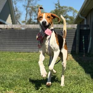 Link, Hound, adult, available for adoption