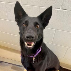 Twilight Sparkle, Shepherd, adult, available for adoption