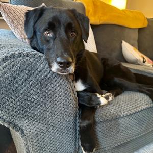 Cooper (In Foster), Shepherd, adult, available for adoption