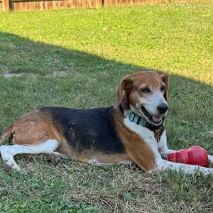 Bo Peep (In Foster), Beagle, adult, available for adoption