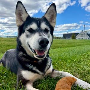 Comet, Husky, adult, available for adoption