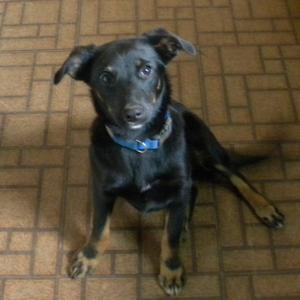 A black dog with brown paws and a blue collar sitting on a tiled floor.