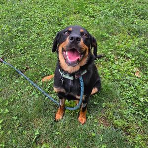 Mazie, Mixed Breed (Medium), adult, available for adoption