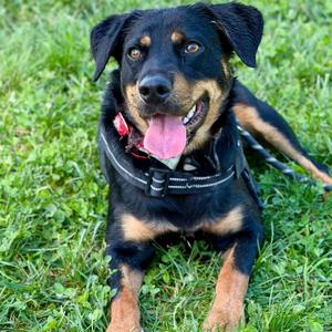 Mazie, Mixed Breed (Medium), adult, available for adoption