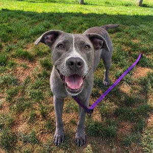 Hazel, Mastiff, senior, available for adoption