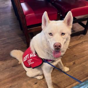 Echo, Husky, adult, available for adoption