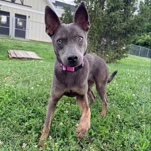 Jewel-3977, Mixed Breed (Medium), young, available for adoption