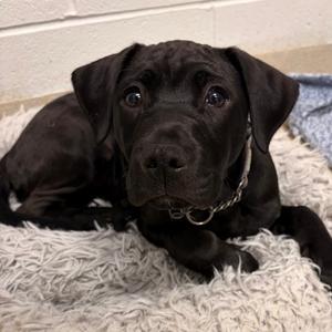 Mia, Mixed Breed (Small), puppy, available for adoption