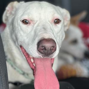 Snowy, Mixed Breed (Medium), adult, available for adoption