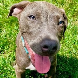 Madison, Terrier, Pit Bull, puppy, available for adoption