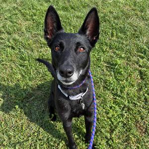 Era (Breed Experience Required) (In Foster), Malinois, Belgian, senior, available for adoption