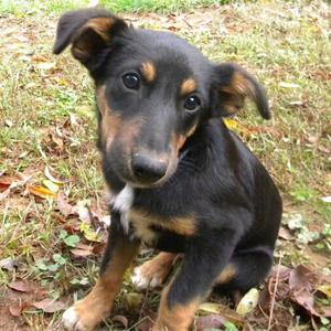 Zeke, Mixed Breed (Medium), puppy, available for adoption