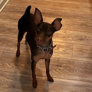 Bentley (In Foster), Pinscher, Miniature, young, available for adoption