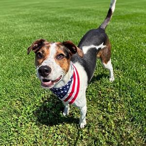 Tula *Deaf*, Beagle, adult, available for adoption