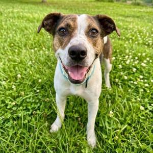 Tula *Deaf*, Beagle, adult, available for adoption
