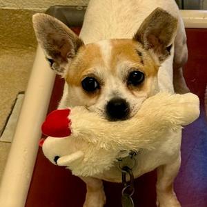 Eggsy, Chihuahua, adult, available for adoption