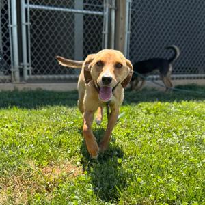 Zumi, Beagle, adult, available for adoption