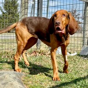 Hope (In Foster), Bloodhound, adult, available for adoption
