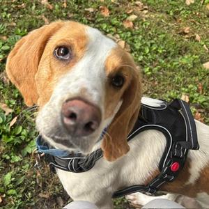 Allen (In Foster), Hound, adult, available for adoption