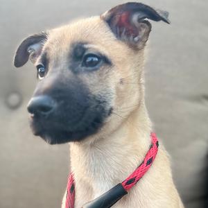 Yoakam, Shepherd, German, puppy, available for adoption