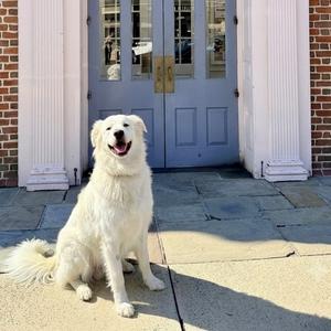 Penny, Pyrenees, Great, senior, available for adoption