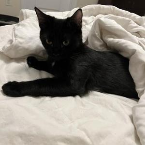 Diamond, kitten, available for adoption