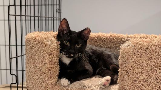 A black and white cat sitting in a beige cat bed with a wire cage in the background.