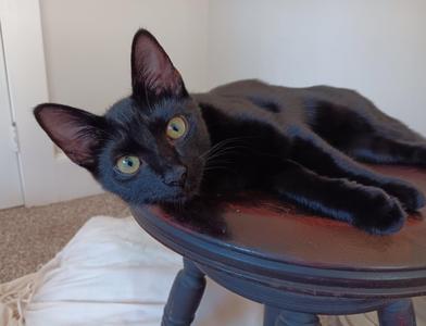 Cleocatra, kitten, available for adoption
