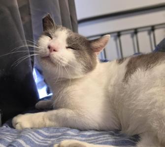A white and grey cat with its eyes closed, lying on a blue and white striped surface.