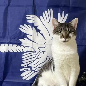 Clover Mulligan aka Chloe for short, young, available for adoption