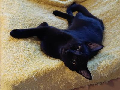 Espresso Beanz, kitten, available for adoption