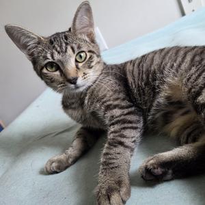 August, kitten, available for adoption