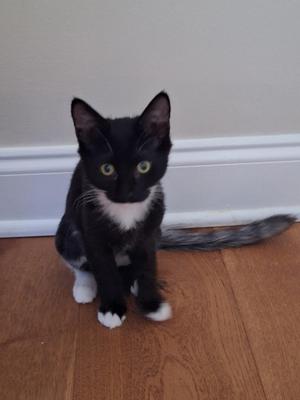 Ebony with the gorgeous Tail, kitten, available for adoption