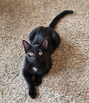 Bella Luna, kitten, available for adoption