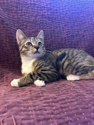 A tabby cat with white paws and chest is lying on a purple textured surface, looking up with wide eyes.
