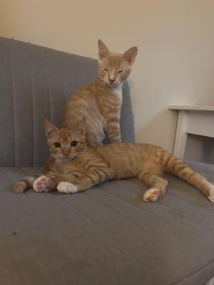 Two orange tabby cats on a gray couch