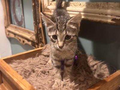 Huey, kitten, available for adoption